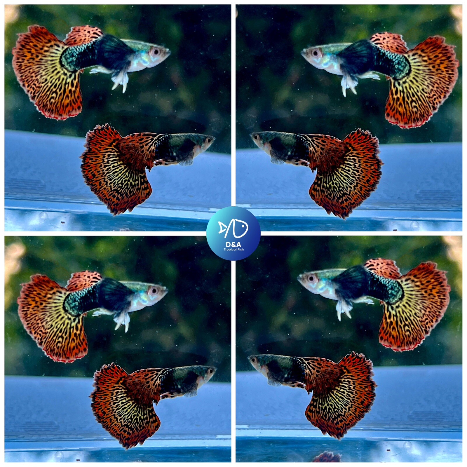 Red Dragon DBS Halfmoon Guppies Live Aquarium Fish