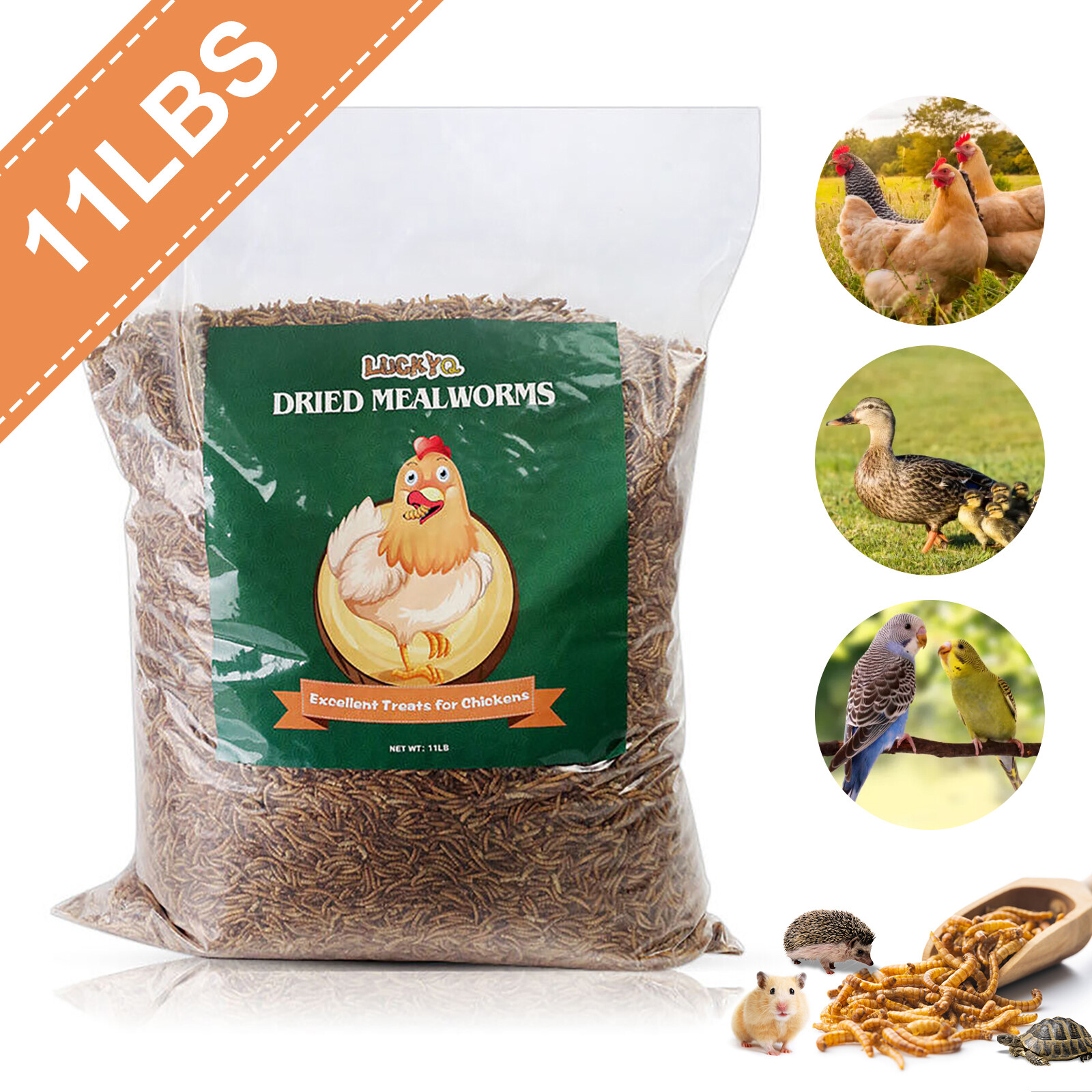 Wild Bird Mealworms - Blue Bird Chickens Hen Treats (11 lbs...
