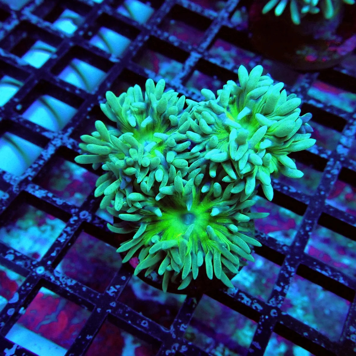 Duncan Coral Frag Display Unit