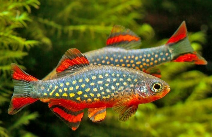 6+1 Galaxy Rasbora Live Fish 2Day Fedex Shipping