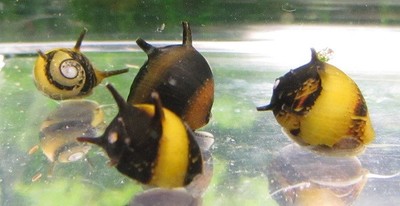 5 Tiny Horned Nerite Snails Live Freshwater Aquarium Snail