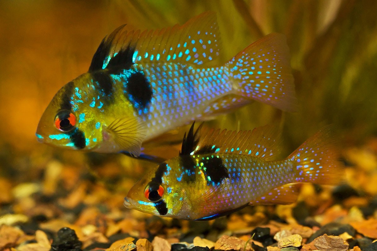 German Blue Rams Cichlids - Live Aquarium Pack