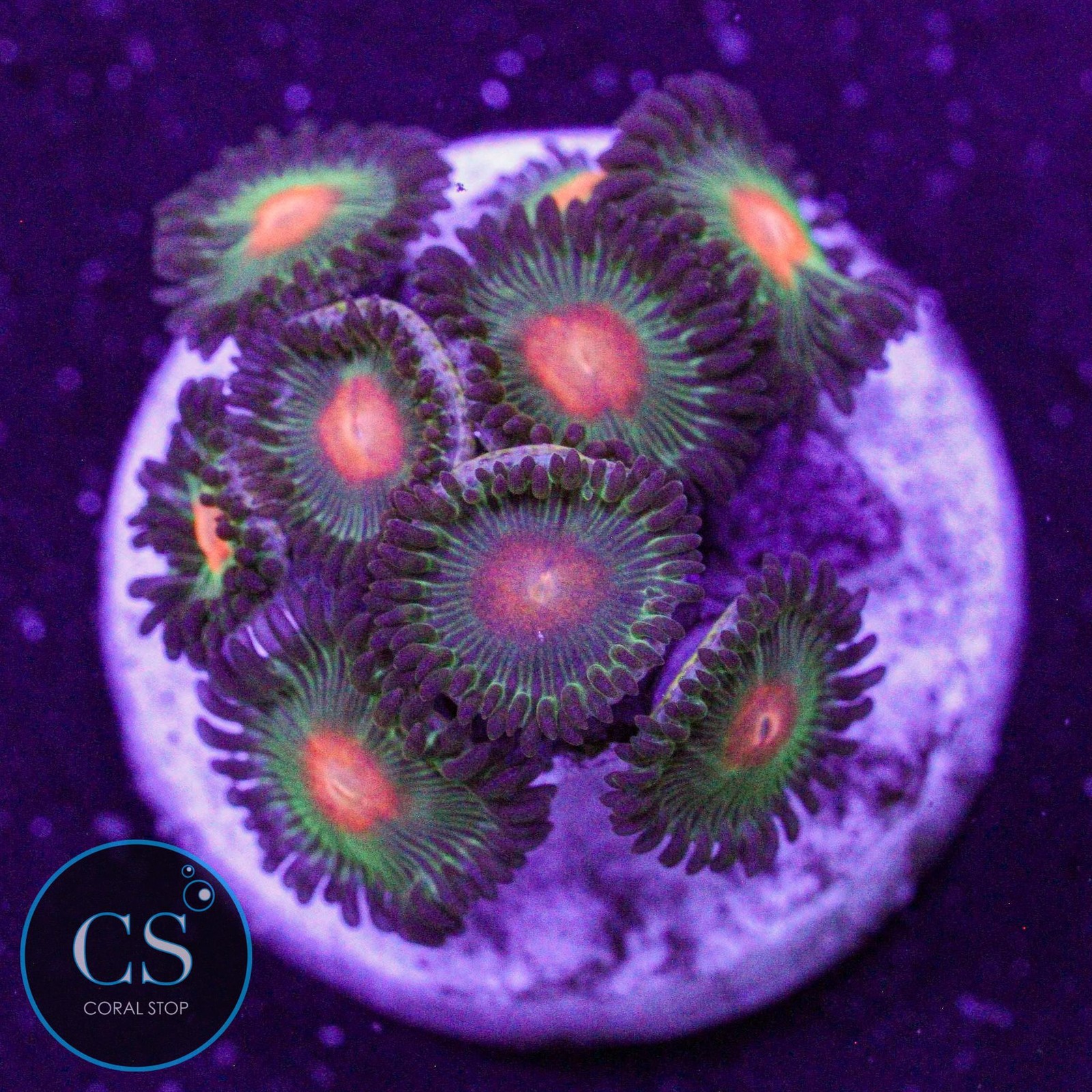 Green Bay Packers Zoa Live Coral Display