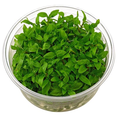 Staurogyne Repens In Vitro - Foreground Live Aquarium Plants...