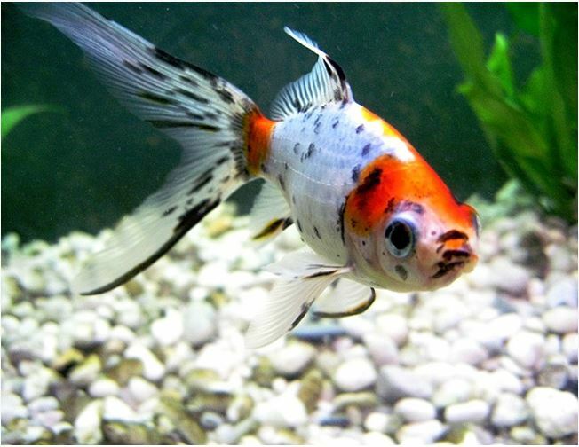 Shubunkin Goldfish (1.5-3 Inches) for Aquarium