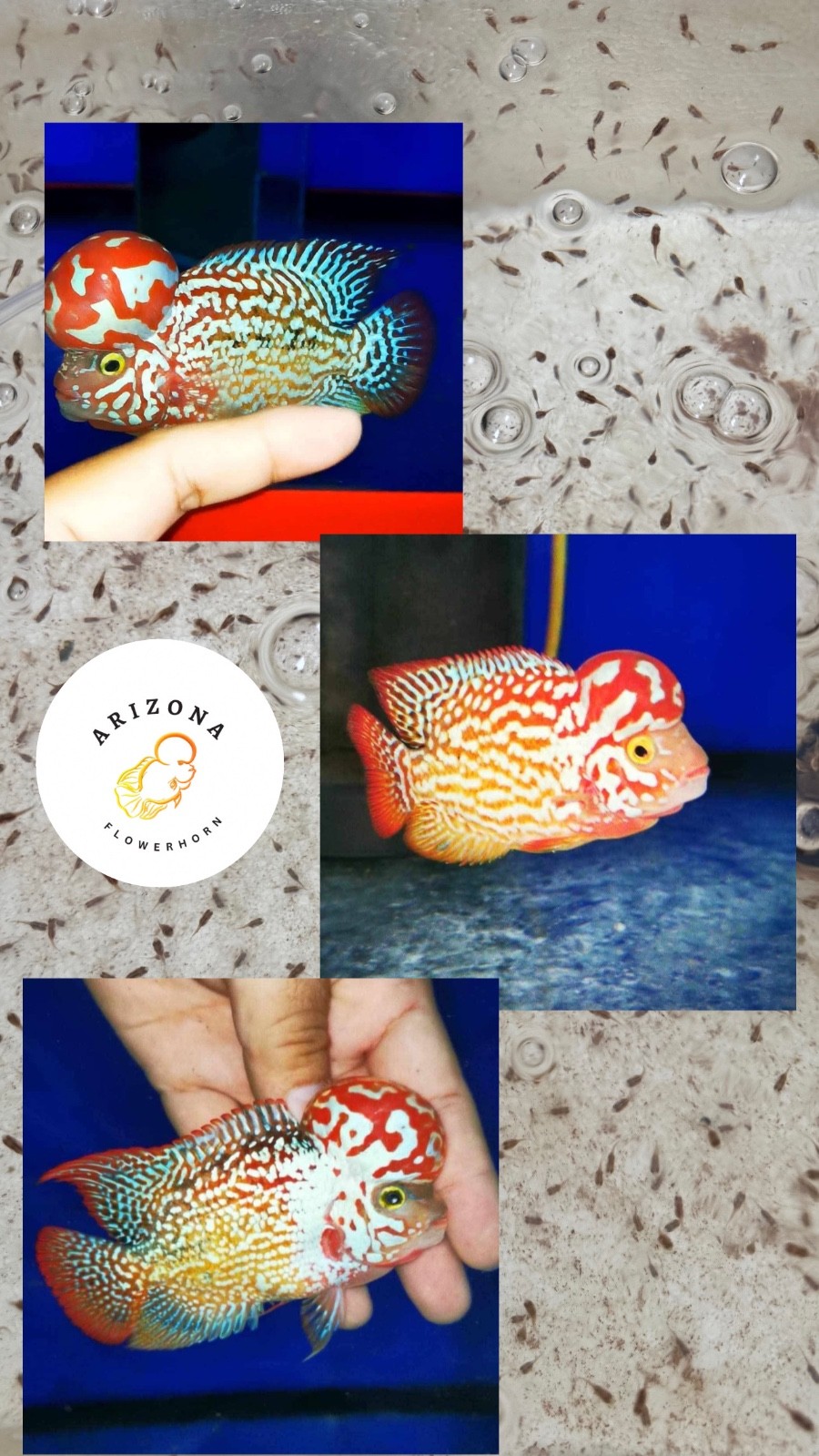 Flowerhorn Kamfa F2 Gen Gb Pet Fish