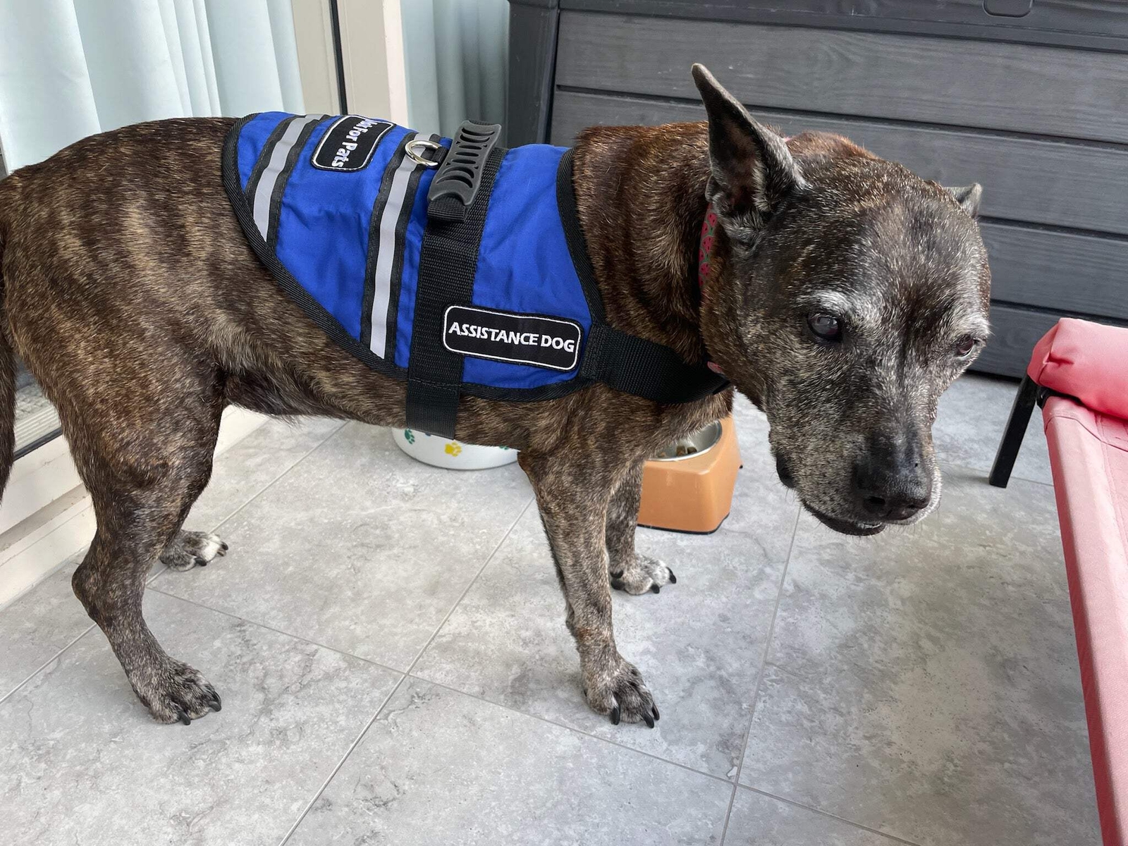 Therapy Dog Vest Assistance