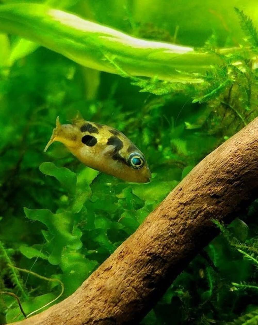 Dwarf BB Puffer Tank Fish – Live Freshwater Aquarium Rare Pe...