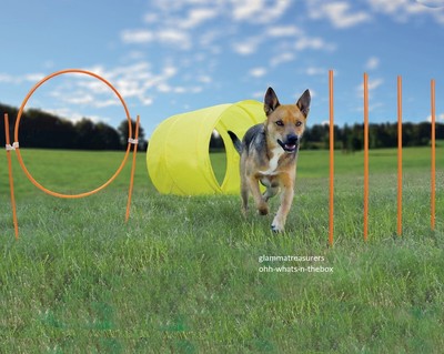 Dog Agility Exercise Obstacle Course Training Toys Park Weav...