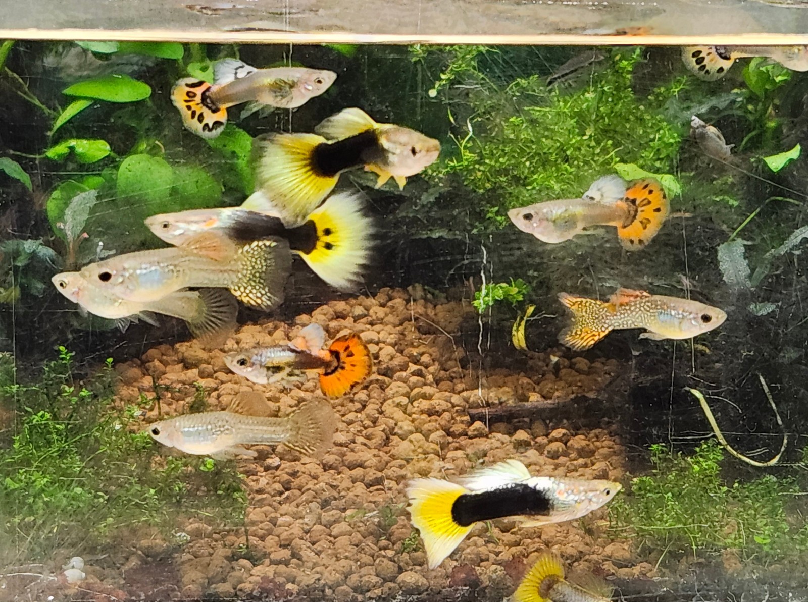 Red & Yellow Male Guppies Pack