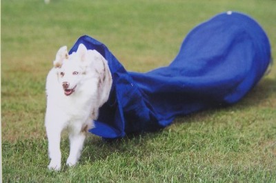 Pet Safe Pet 3 Ft Tunnel With Chute Agility Training