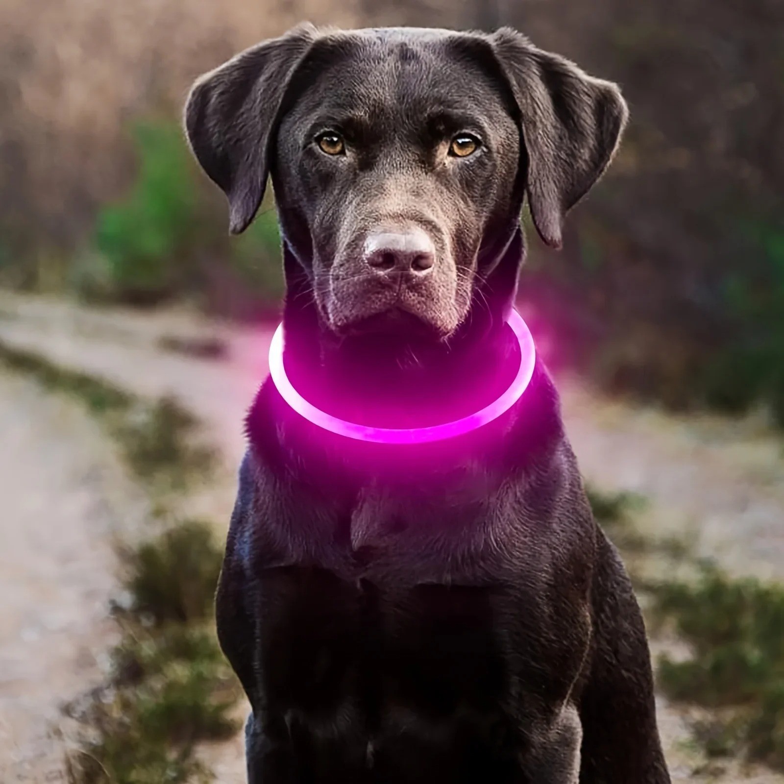 Bright Adjustable LED Dog Collar Night Safety Pet Safety Dev...