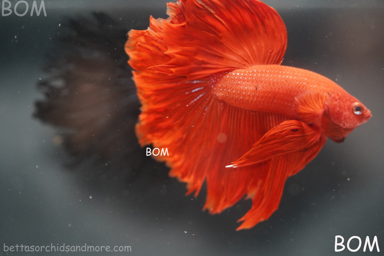 Betta Fish Half Moon Super Red BOM-B216