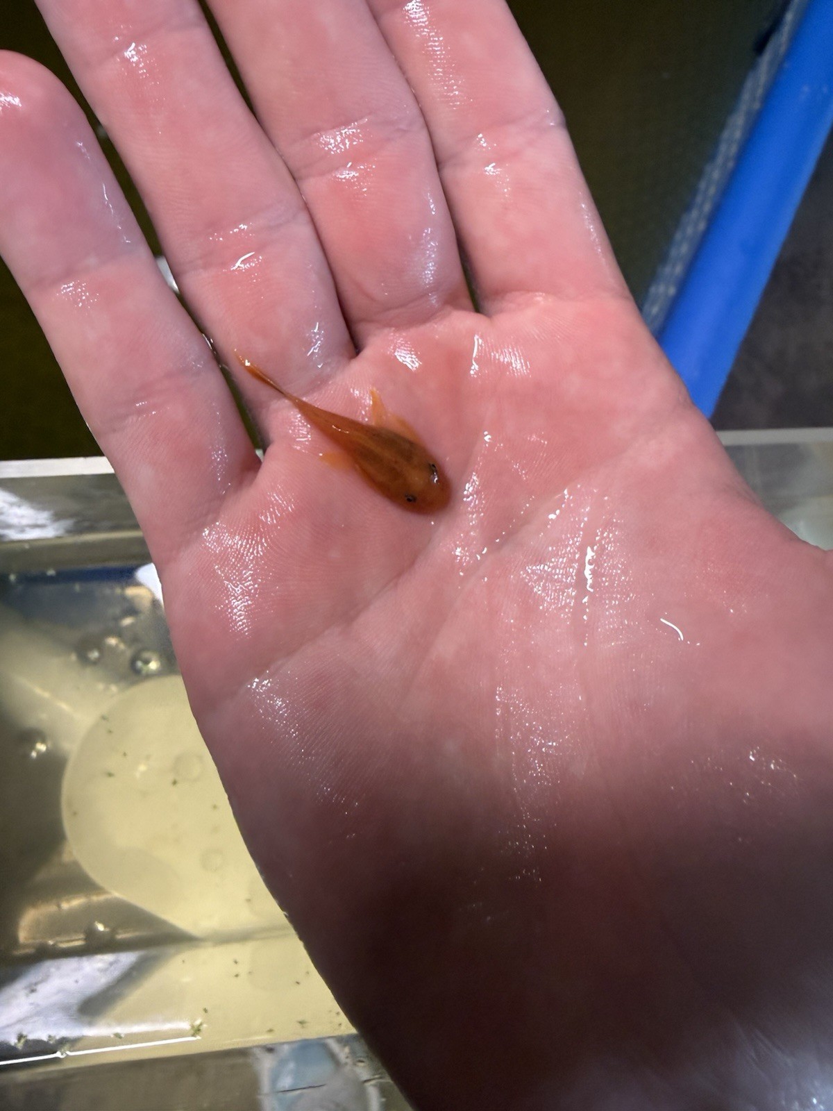 Red Bristlenose Pleco Aquarium Snail Cleaner