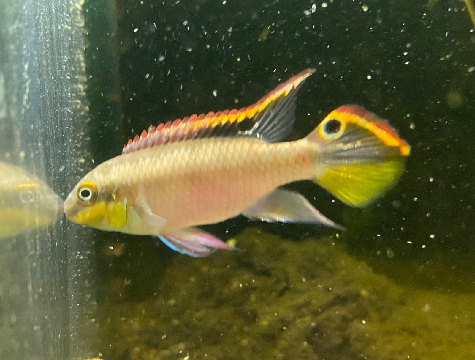 Peaceful Kribensis Cichlids Freshwater Fish