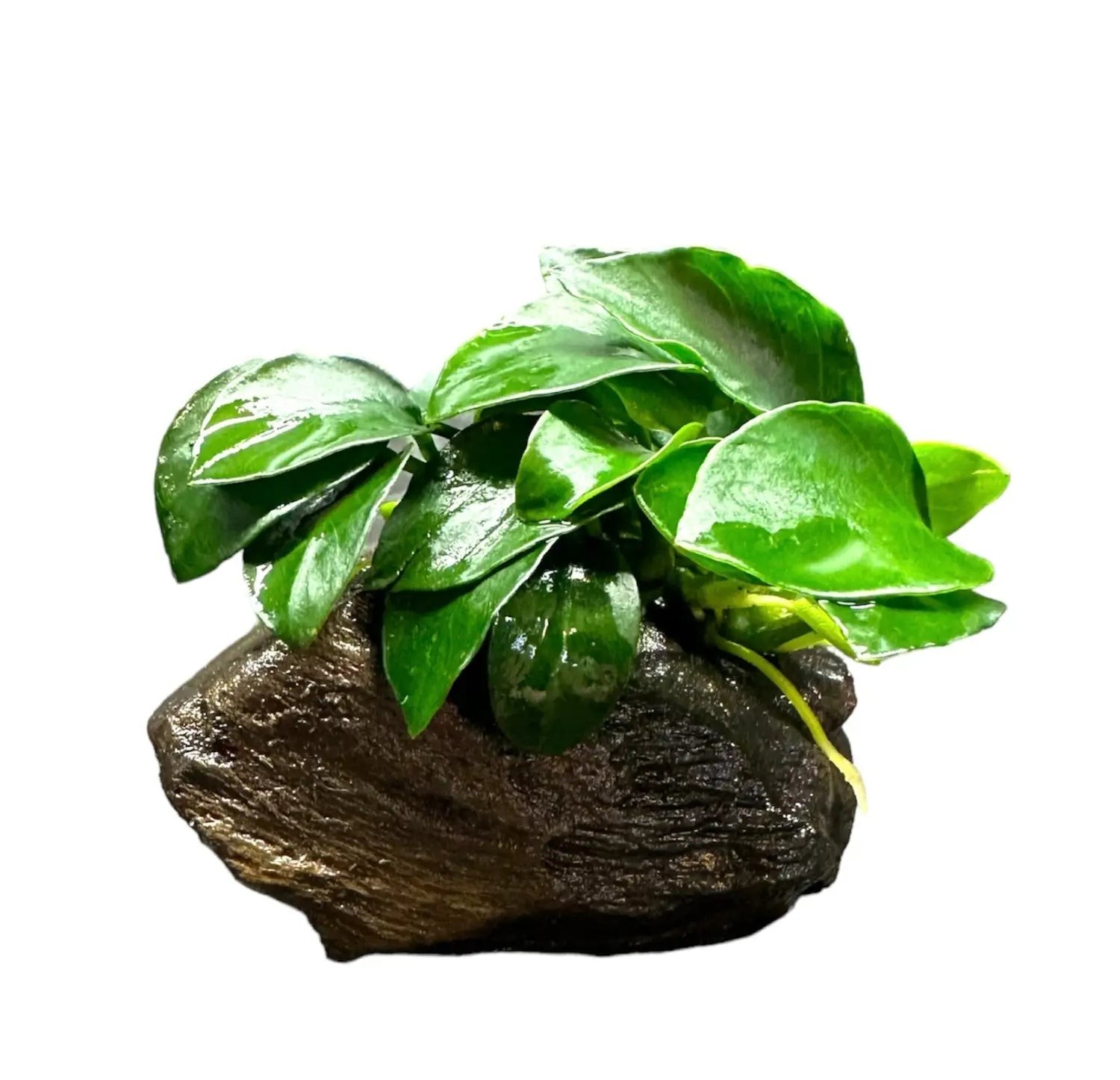 Anubias Nana Petite on Driftwood Live Aquatic Plant