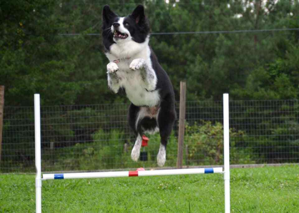 Premium Dog Agility Single Bar Jumps Set - 2 Jumps