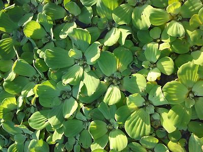 18 + Water Lettuce Live Floating Aquarium Plants