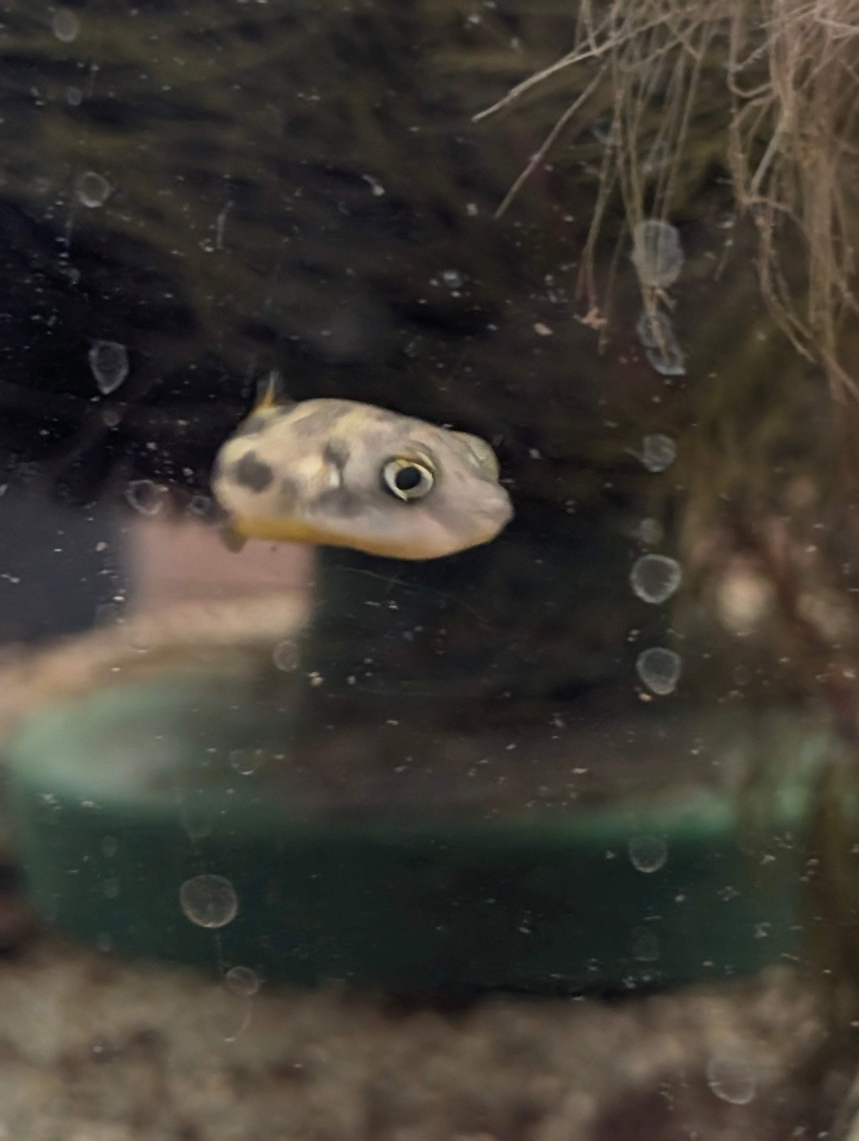 Freshwater Live Fish Pea Puffer