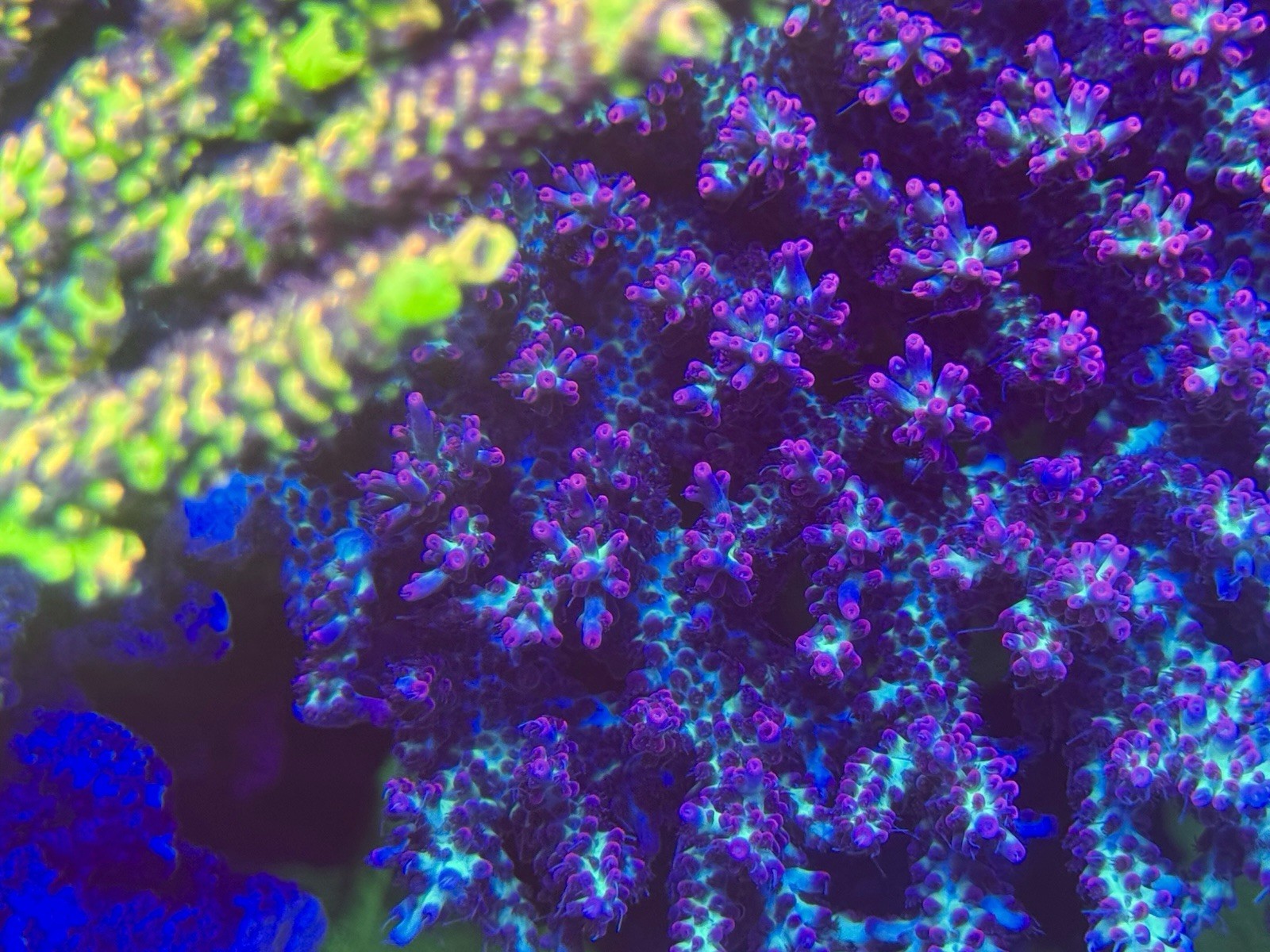 Strawberry Shortcake Acropora Coral Reef Fragments