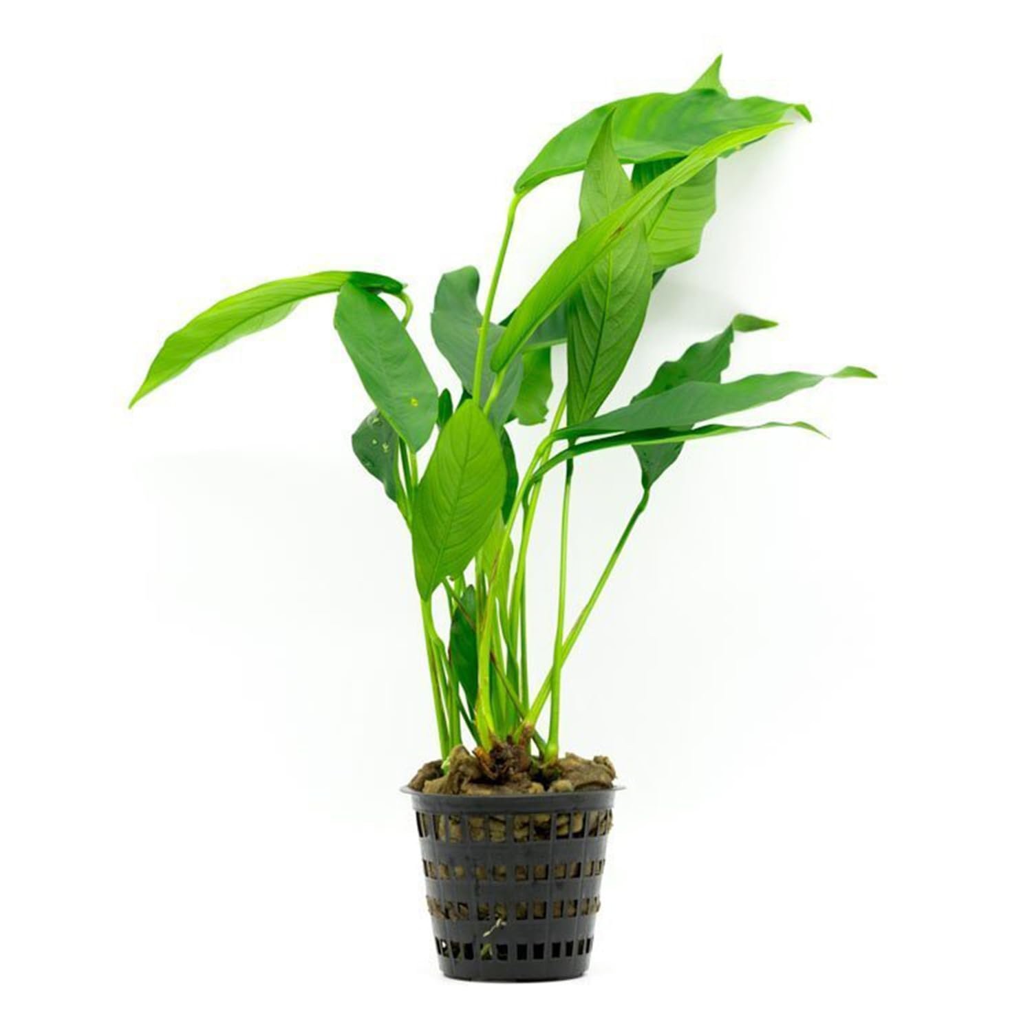 Anubias Lanceolata Live Aquatic Plant - Rooted in 2" Pot