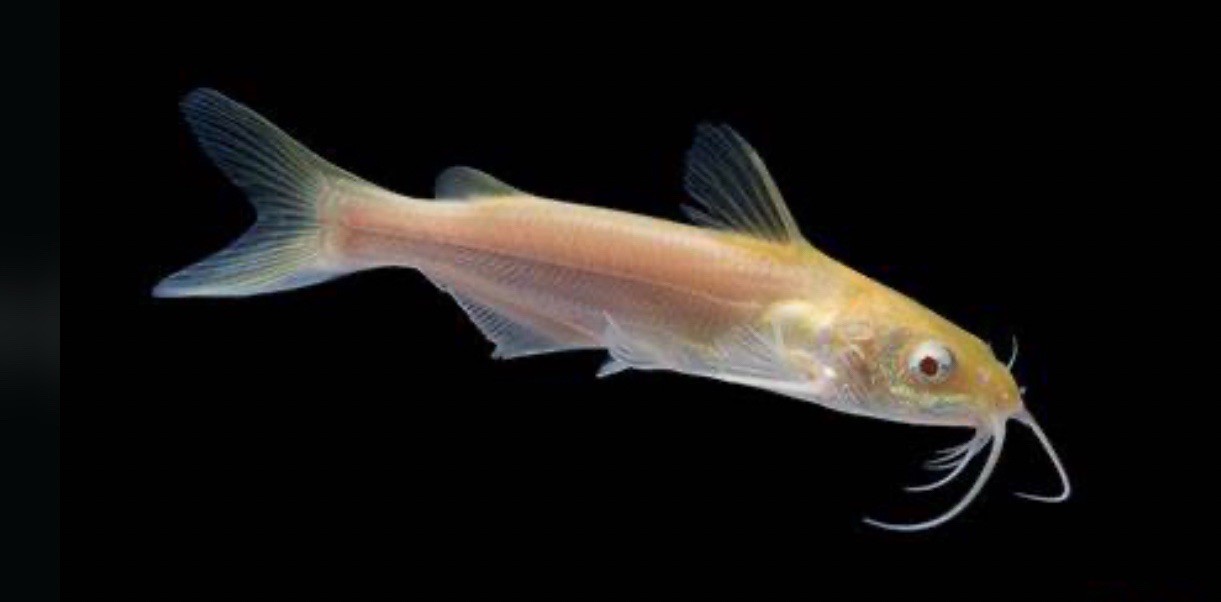 Albino Channel Catfish Live Fish - 3-5 Inch