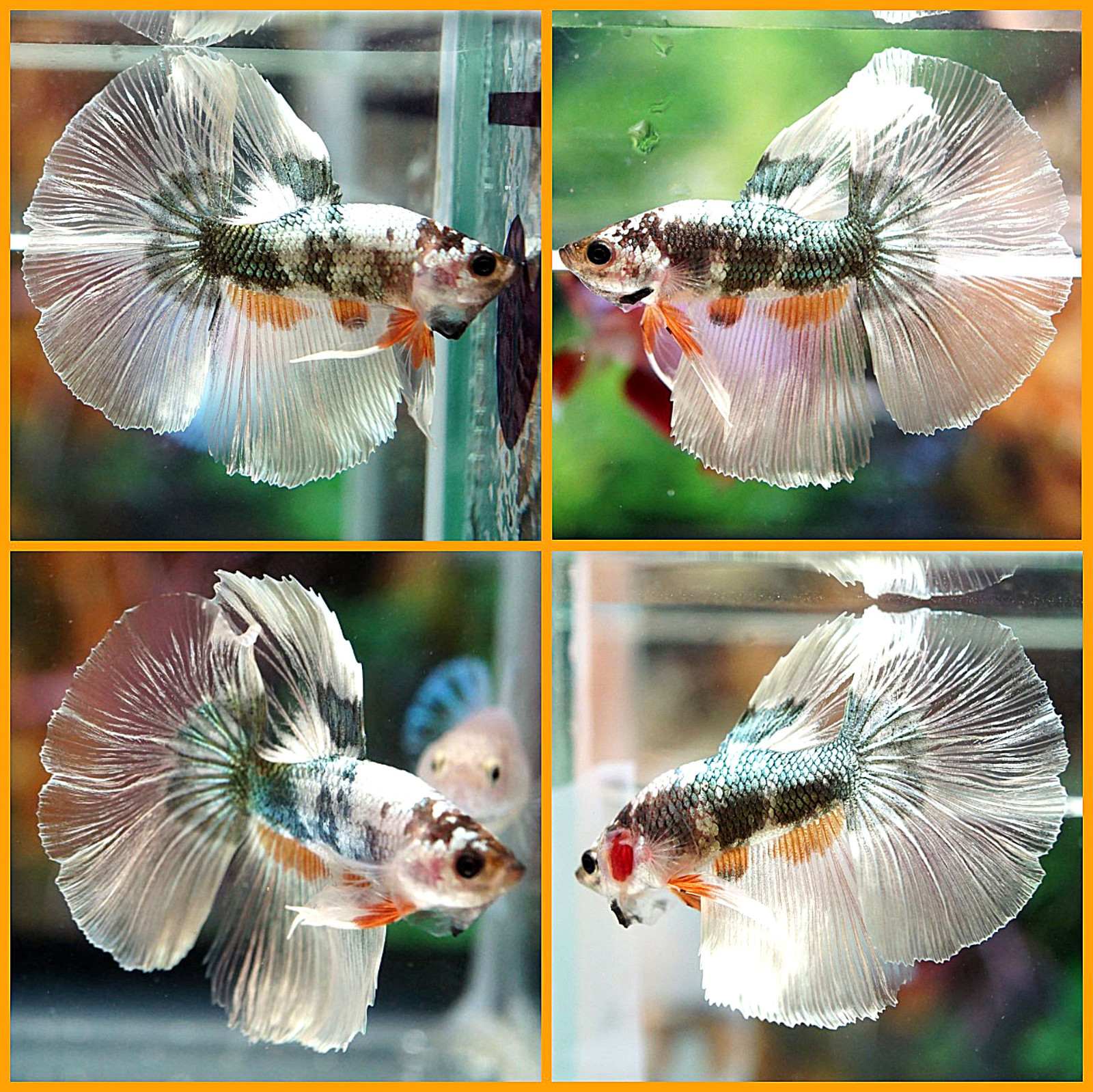 Live Betta Fish Male Fancy Tricolor Copper Orange Juvenile H...
