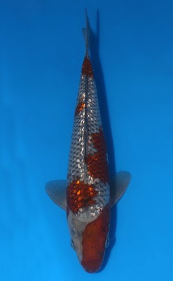 9" Ginrin Ochibashigure Live Koi Fish Kodama Koi O0322A088
