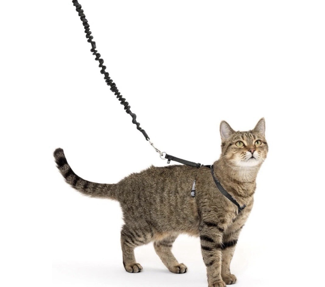 PetSafe Come With Me Kitty Harness & Bungee Leash - Black &...