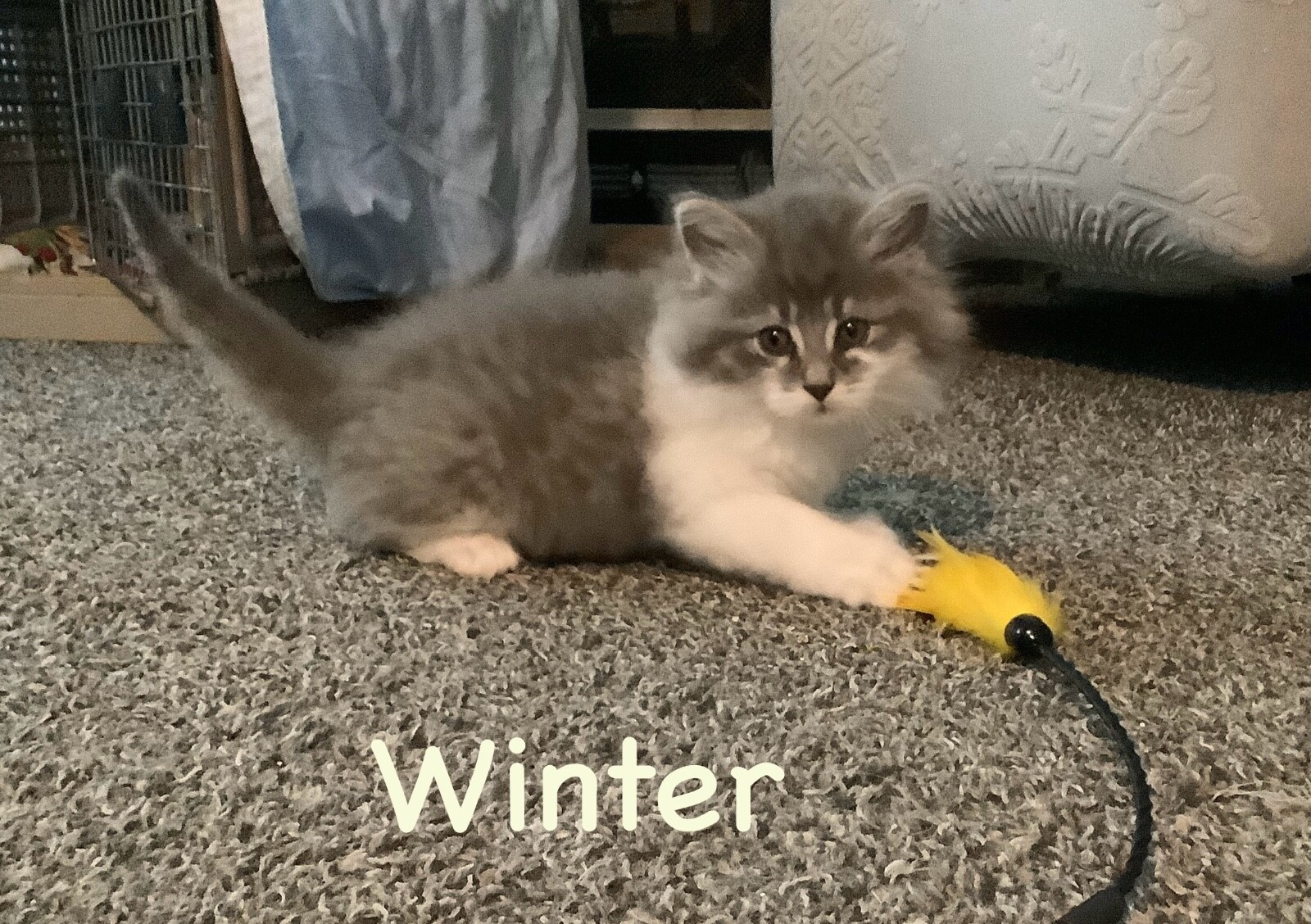 Kitty Care Kit for Small Shelters