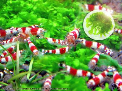 Round Pellia - Live Cherry Crystal Red Shrimp Aquarium
