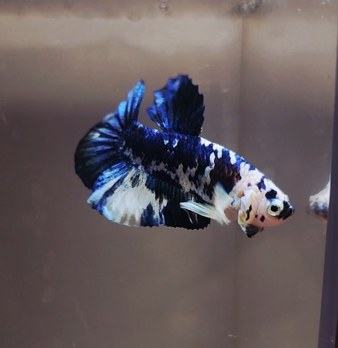 Blue Marble Betta Fish Male - BD02