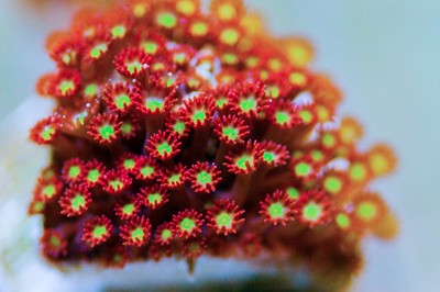 Rainbow Gonipora Wysiwyg Live Corals Sps Lps Polyps Chalice...