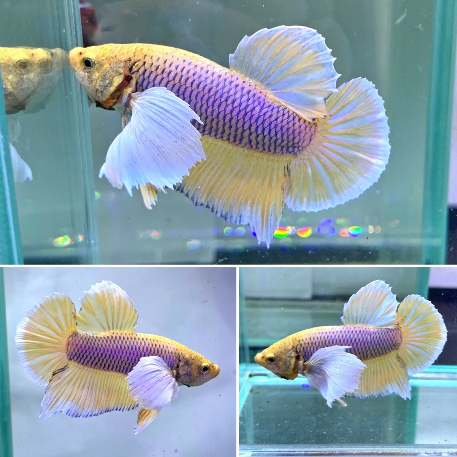 Yellow Pineapple Dumbo Plakat Big Ear Live Male Betta Fish -...