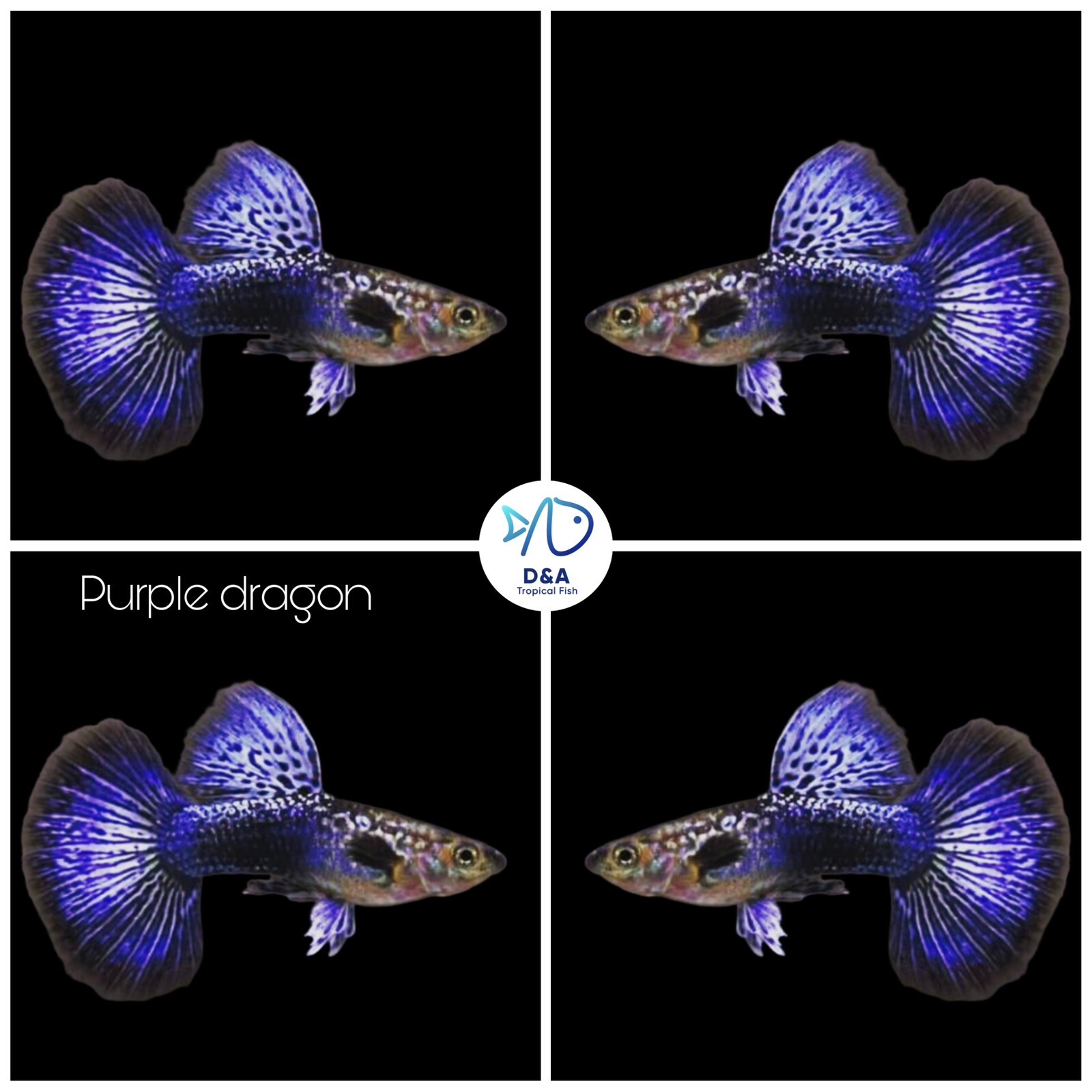 Purple Dragon HM Aquarium Guppies