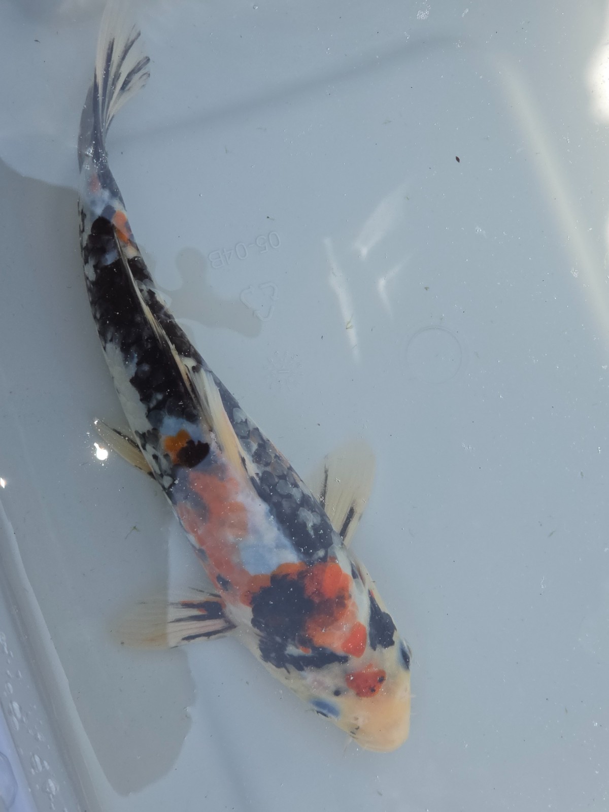 Sanke Koibaby Pet Fish