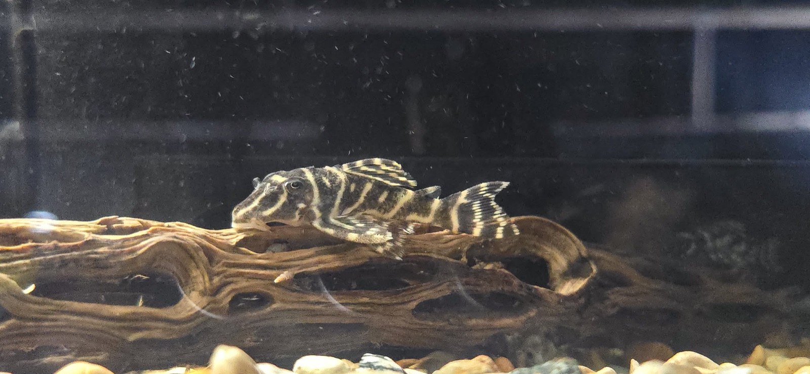 Colombian Zebra Pleco - Hypancistrus Debilittera L129