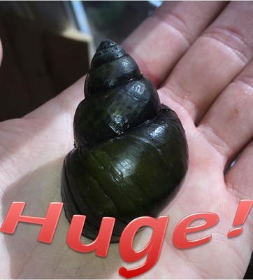 4 + 1 Xl Trapdoor Snails Live- Huge- Freshwater-Aquarium-Alg...