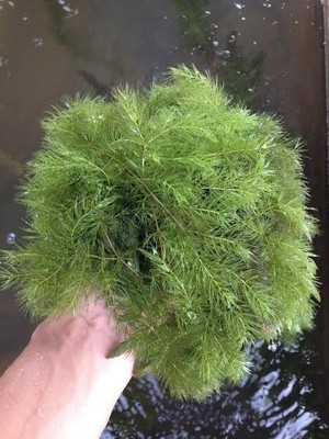 Hornwort - Live Aquarium Pond Aquatic Freshwater Plant - Tro...