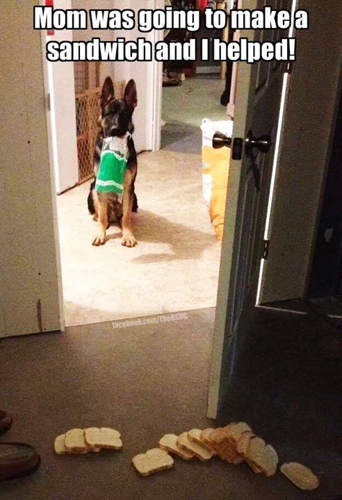 German Shepherd Refrigerator Magnet