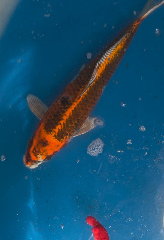 Kujaku Koi Fish - 2Mx2M Live Import