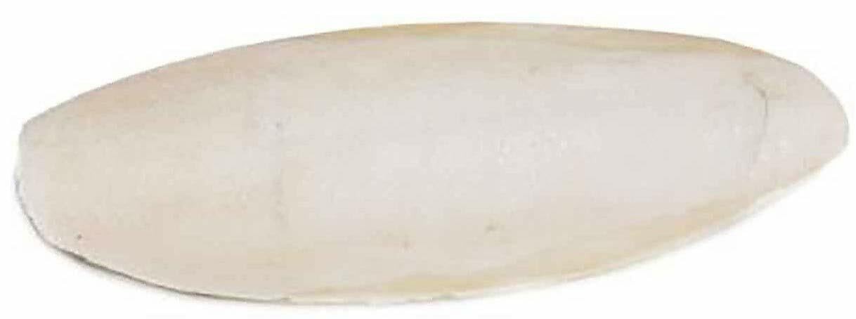 Prevue Cuttlebone Bulk Pack - 6 Inch, 25 Pieces per Box Hold...