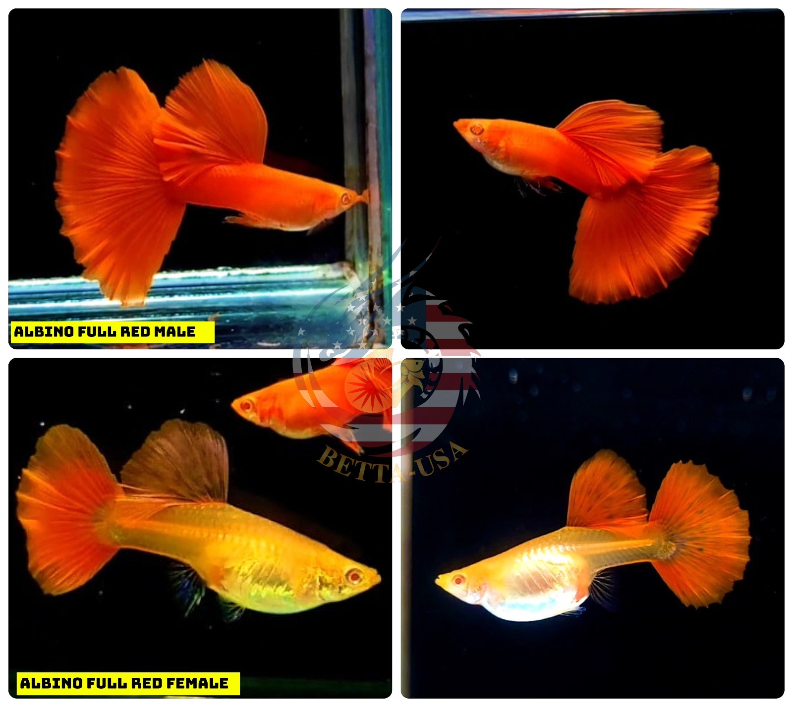 Albino Red Guppies Live Aquarium Fish Trio