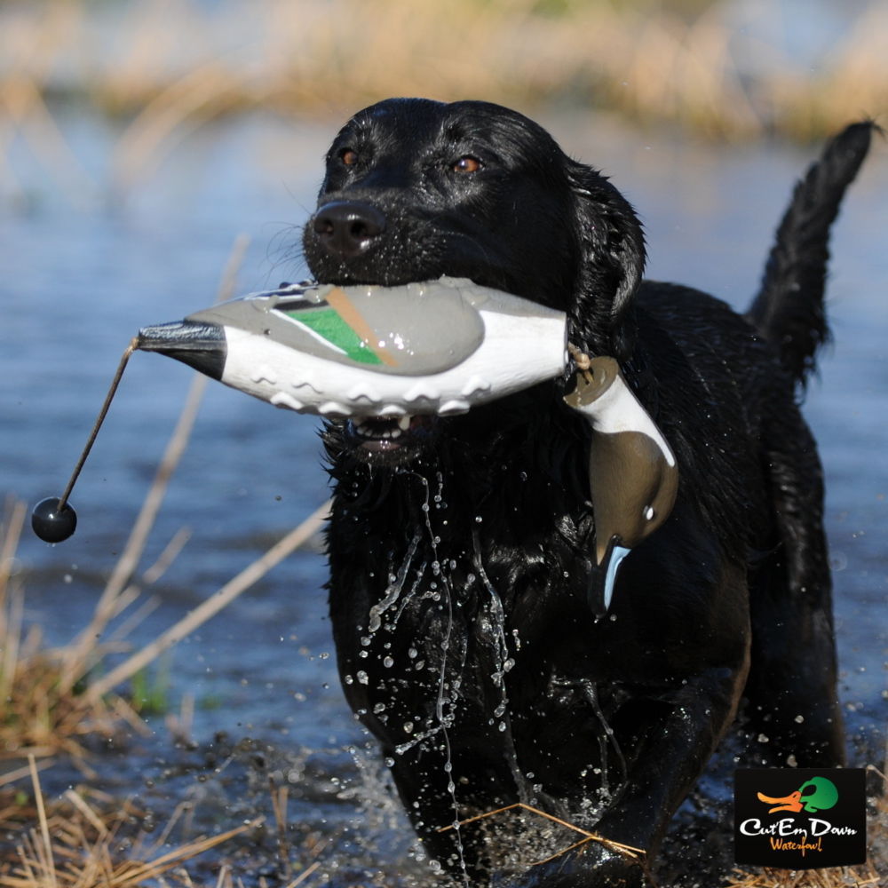 Avery Greenhead EZ Bird Dummy Bumper for Dog Training
