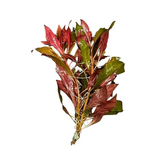 Ludwigia Glandulosa Peruensis Plant Bundle - 3-5 Stems
