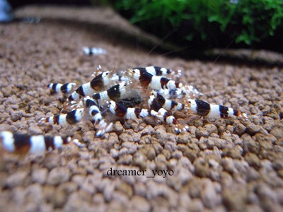 10 A-S Beautiful Health Crystal Black Shrimp Beautiful Color...