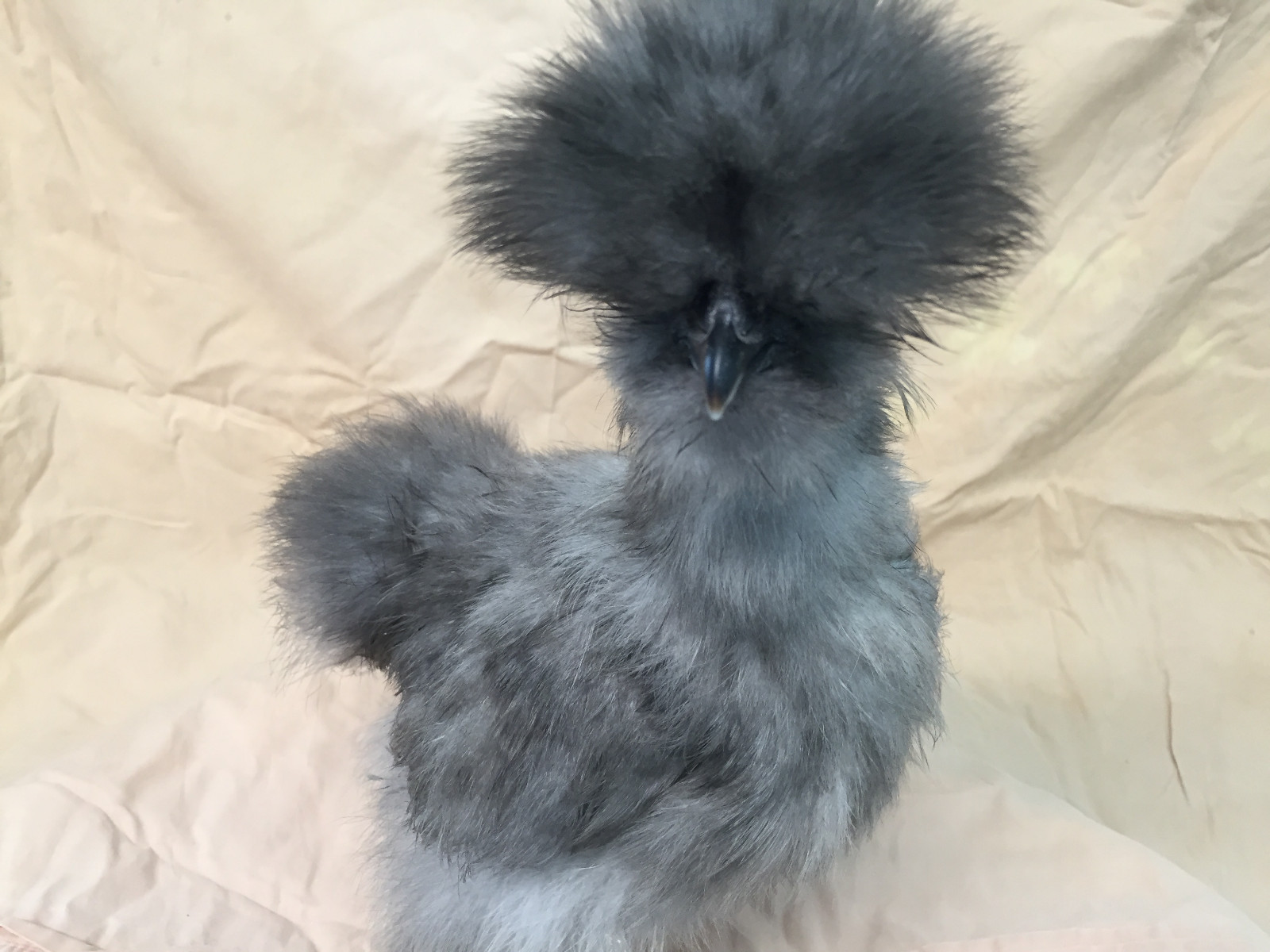 Silkie Hatching Eggs Assorted Colors (NPIP Pen)