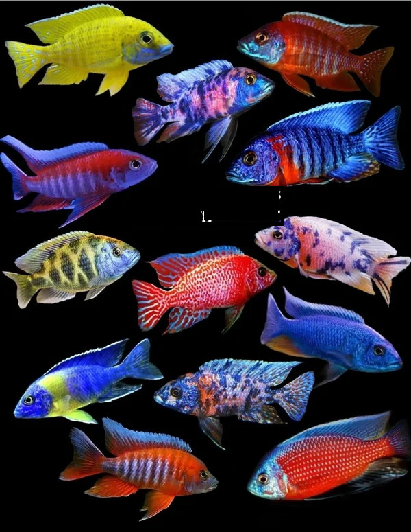 Assorted Color African Cichlid Fish Pack