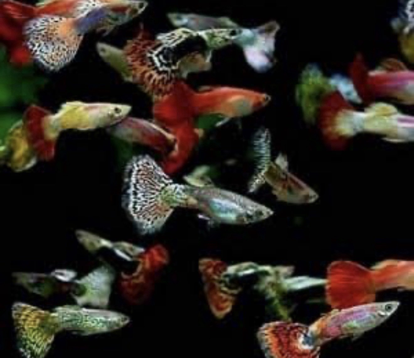Mixed Gender Guppies Freshwater Aquarium Fish