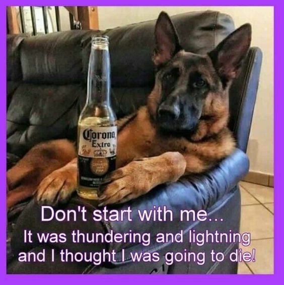 German Shepherd Refrigerator Magnet - USA Made, 3.5" x 3.5"